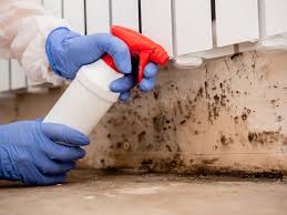 Why You Should Choose Our Mold Remediation Services in Rochester, PA